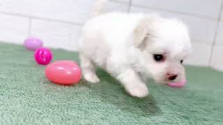 ハーフ犬の動画01