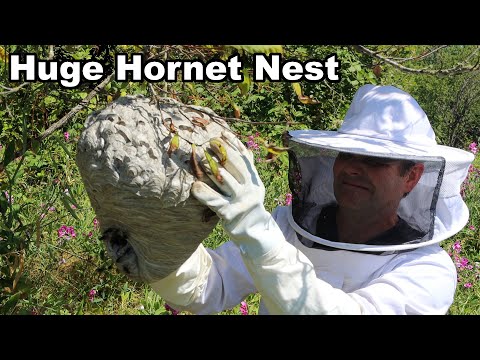 Here's Why You Never Want To Disturb A Hornet Nest