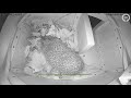 KIJK LIVE MEE | Onze camera hangt in het huisje van een egel
