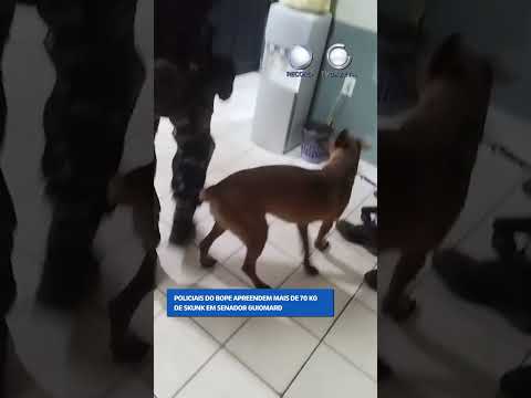 POLICIAIS DO BOPE APREENDEM MAIS DE 70 KG DE SKUNK EM SENADOR GUIOMARD