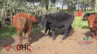 9 Novillitos de 300 kg - Grupo de Hacienda Cooperativo - Plaza Ganadera