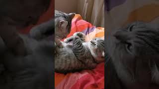 The funniest animals / Fun with cats and dogs 2024
