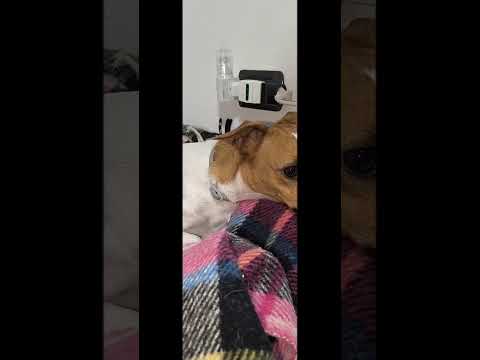 Sunflower 💖 #pets #doglover #dog #jackrussell #jackrussellterrier