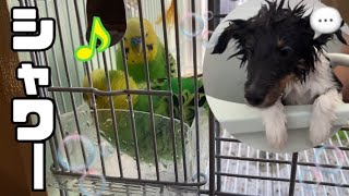 インコが水浴びしたからついでにシャンプーさせられるシェルティ