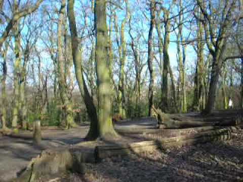 phoebe in sydenham hill woods