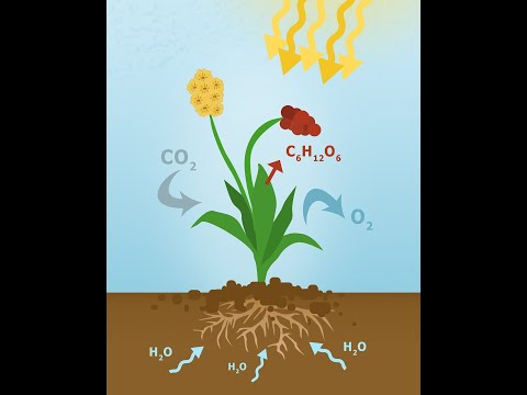 Fotosynthese und Zellatmung | Kurz und einfach erklärt