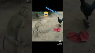 Download lagu monyet ngakak guys#shorts #youtubeshorts mp3 Download lagu monyet ngakak guys#shorts #youtubeshorts mp3