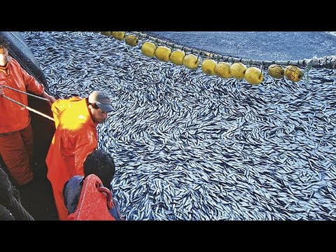Amazing Big Catch Net Fishing in The Sea - Big Net Catch Hundreds Tons of Fish Modern Boat