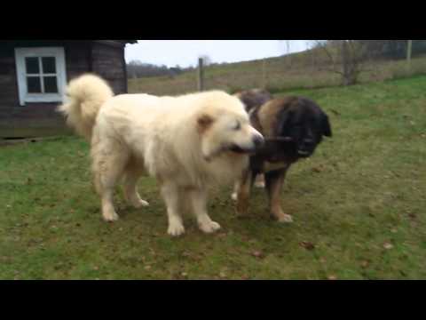 Aziza ja Eros (autumn 2012)