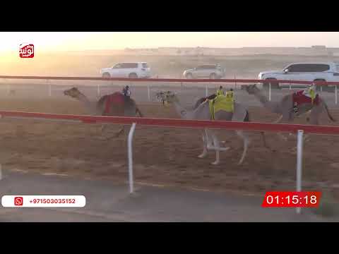  ش 7 (شاهين) لـ محمد بن حامد المزروعي 2:19 ، شارة صندوق حلفه 2026/05/10 فطامين الجبيب