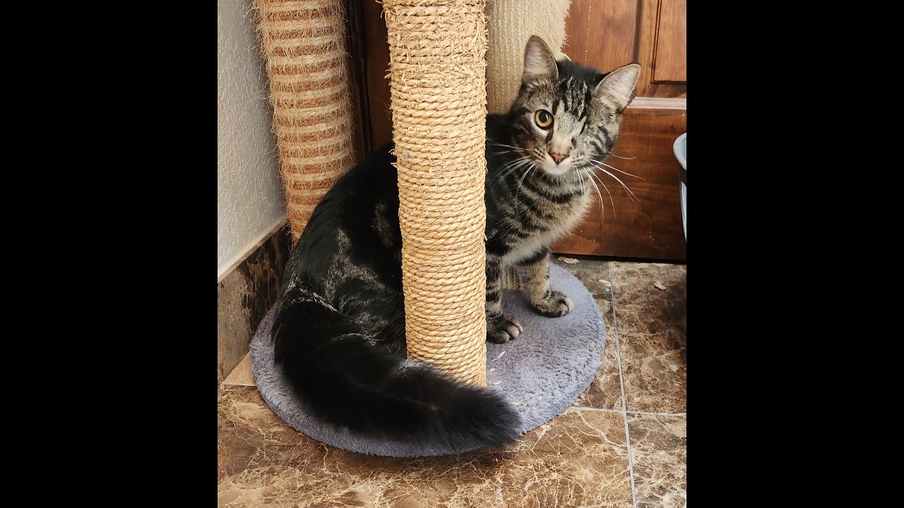 Lyle, a ADOPTABLE mixed breed in Oklahoma City, OK video 2/5
