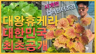 대한민국 최초 대왕휴케라 입고예정! 컬러윈터조경 끝판왕입니다!! #정원 #꽃 #가드닝