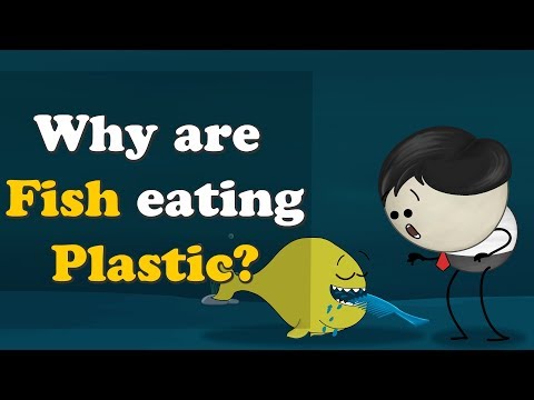 なぜ魚はプラスチックを食べるのか？| 食べる魚はなぜプラスチックを食べるのか？ (Why are Fish eating Plastic? | #aumsum)