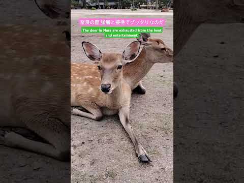 自然からの珍品: しわがれた鹿 = 疲れた相手