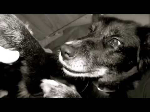 Neila, una perrita de La Solana y su nueva vida