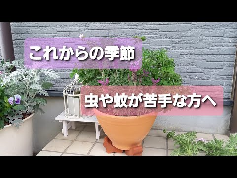 これらの植物は蚊を寄せ付けません ライフスタイル