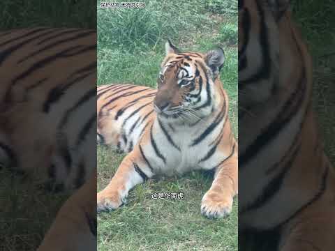 這些虎能徒手打贏嗎？宮百萬除外！#shorts #動物世界 #動物科普