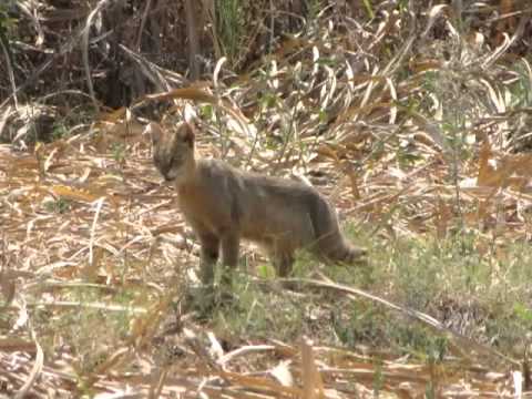 Jungle Cat near Medak - Andhra Pradesh