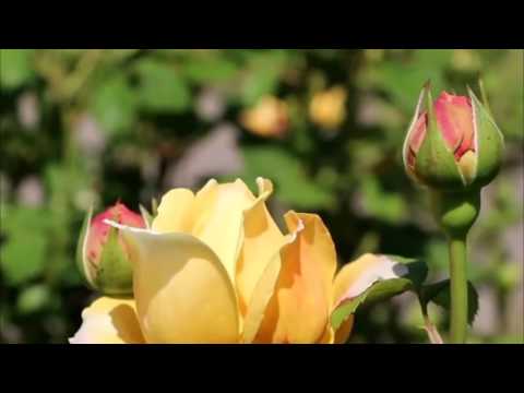 Beat Service feat. Ana Criado - An Autumn Tale (Album Mix)