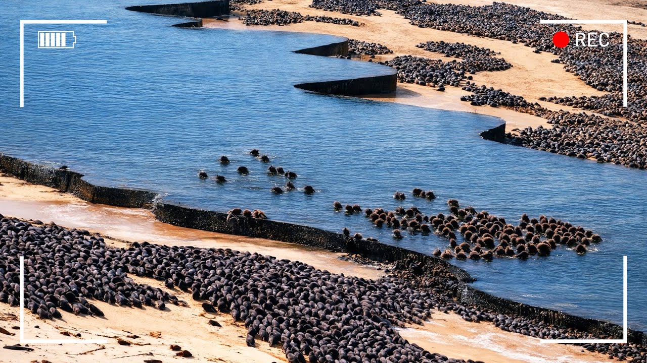 حدث لا يُصدق وقع بالأمس… لقطات نادرة لا يراها إلا واحد من كل مليون