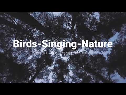 8k❌1 hour relaxing ❌®️|  Birds -singing  |   Peaceful |  Nature 2021