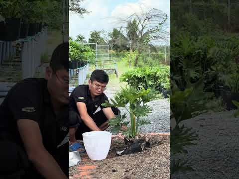 Hướng dẫn sang chậu trầu bà thanh xuân #hoakieng #traubathanhxuan