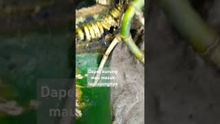 Download lagu Kurung hmpir rogo sukmo mp3
