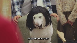 Download the video "White Family SoftBank Dog CM #405. "The San-kyuu-pa Cut" Japanese Commercial [ENG SUB]"