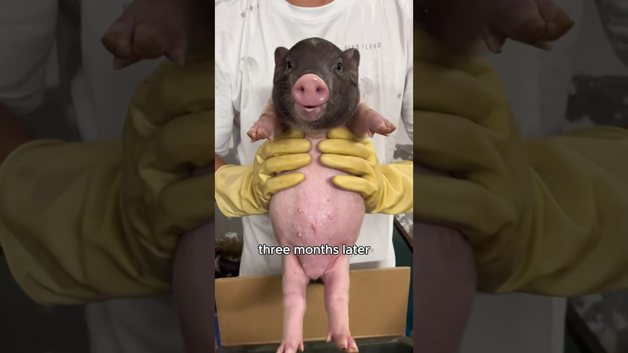 The little pig who didn’t want to be apart #animals #love #shorts
