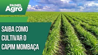 Saiba como cultivar o Capim Mombaça