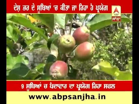 Now apples can grown in hot area's also, Bilaspur famers make it possible