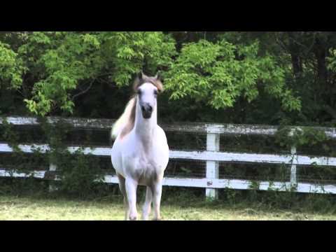 LonguiniHT ::: Hariry Al Shaqab