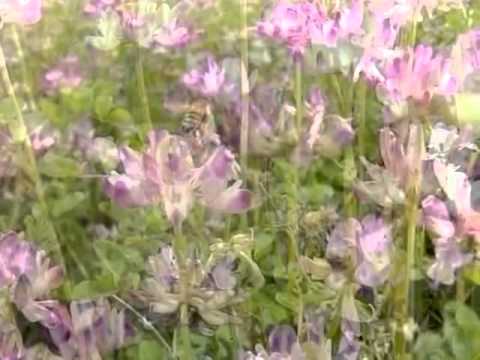 レンゲ畑のミツバチ