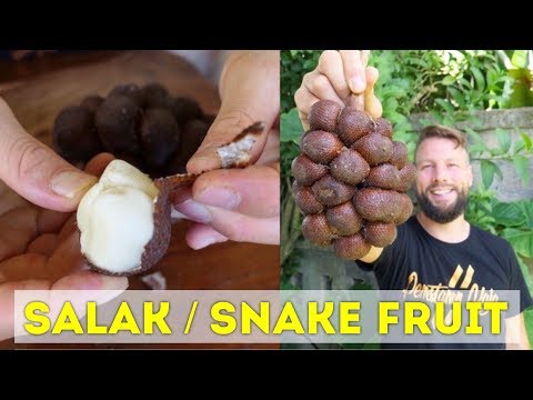 download lagu mp3 mp4 Salak Bali Fruit, download lagu Salak Bali Fruit gratis, unduh video klip Salak Bali Fruit