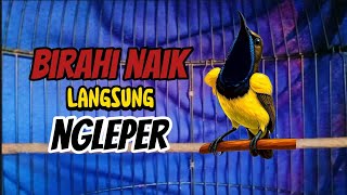 Download lagu SOGON GACOR || SANGAT COCOK UNTUK PANCINGAN BUNYI DAN MENINGKATKAN BIRAHI ‼️ #sogon #sogongacor  mp3