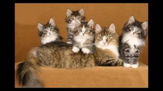 Norwegian Forest Cat and Kittens | History of the Norwegian Forest Cat Breed