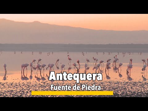 Antequera🇪🇸 Fuente de Piedra: Europe’s Flamingo Haven in Southern Spain