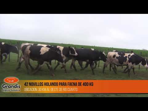 42 novillos Holando para faena de 400 kg