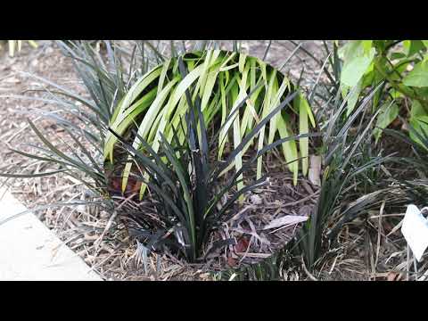 Black mondo grass (Ophiopogon planiscapus 'Nigrescens') - Plant Identification