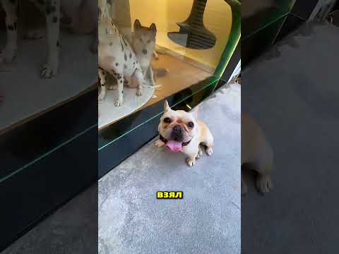 Этот мужчина провёл всю ночь, спя со своими собаками 😱