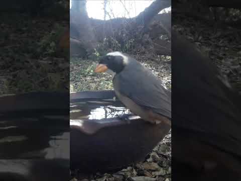 Birdday 028 Pepitero de collar 1407 2025