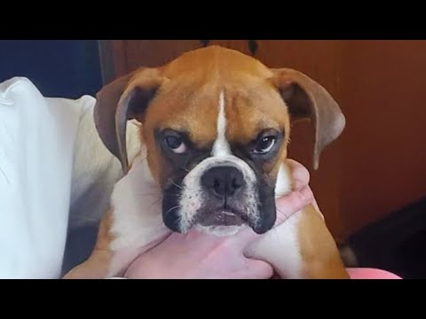 Vous ne pourrez pas vous arrêter de rire devant ces chiens 🤣 Funniest dogs video 2025
