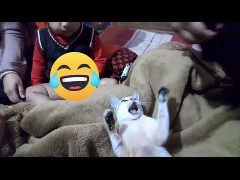 Funniest cats😹 -Don't try to  hold back laughter😂 - Funny cats life