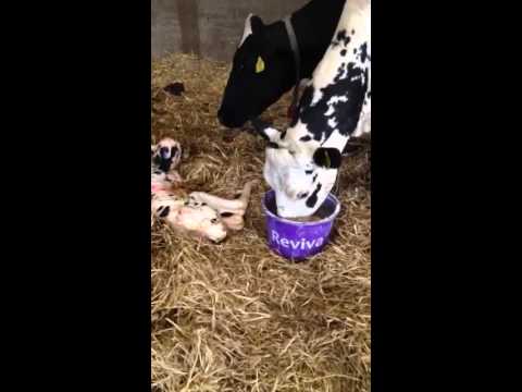 Reviva Post Calving Rehydration For Sale at FDS - Image 2