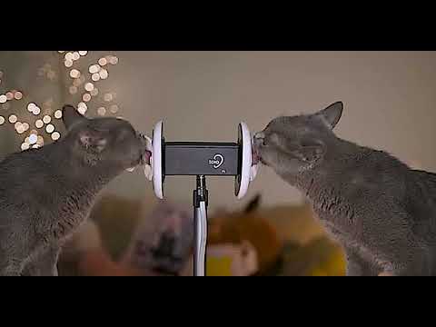 4K Relaxing Kitten Licking & Purring Sounds | Soothing Cat Video for Stress Relief & Sleep