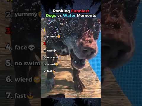 Ranking DOGS vs WATER🤣(Part 2)#usa