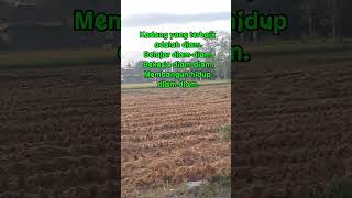Download lagu Striving in Silence. #motivation #quotes #wisdom #viralshort mp3 Download lagu Striving in Silence. #motivation #quotes #wisdom #viralshort mp3