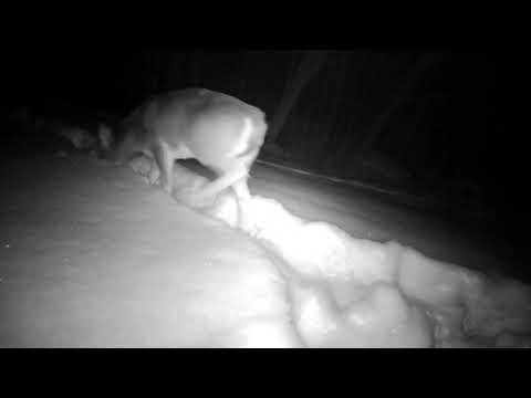 VT TRAIL CAMERA SHOWING MARSHMELLOW - MOLLIE AND DEER IN DEEP SNOW