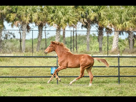 Secret Sensation colt for sale sired by Secret (Sezuan) out of Don Olymbrio mare oct 2019