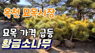 옥천 묘목시장 개장 인기 조경수 추천 이거는 꼭 심어야 ?